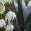 Wonderful Dwarf Yucca Magenta Magic Garden Plant
