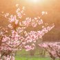 Wonderful Redhaven Peach Tree Garden Plant
