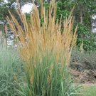 Wonderful Indiangrass Golden Sunset Garden Plant