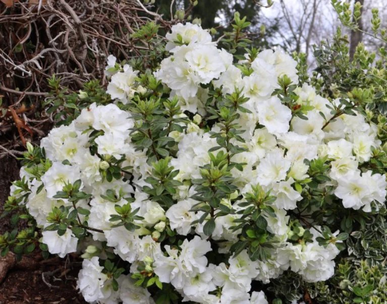 Wonderful Double White Reblooming Azalea Garden Plant