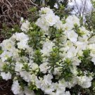Wonderful Double White Reblooming Azalea Garden Plant