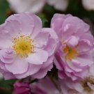 Wonderful Rise Up Lilac Days Climbing Rose Garden Plant