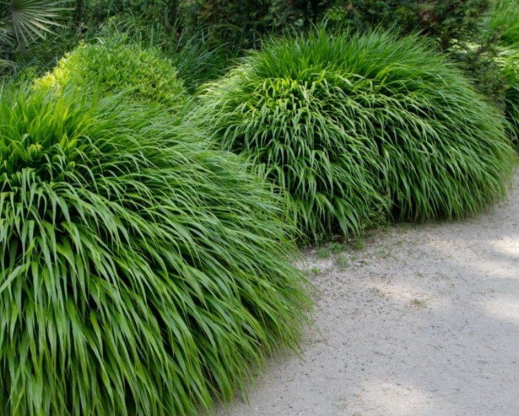 Wonderful Hakone Grass Garden Plant
