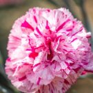 Wonderful Dianthus Pinball Wizard Garden Plant