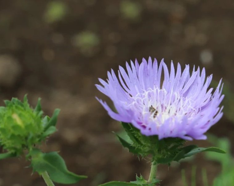 Wonderful Stokes Aster Mels Blue Garden Plant
