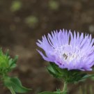 Wonderful Stokes Aster Mels Blue Garden Plant