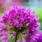 Wonderful Millenium Allium Garden Plant