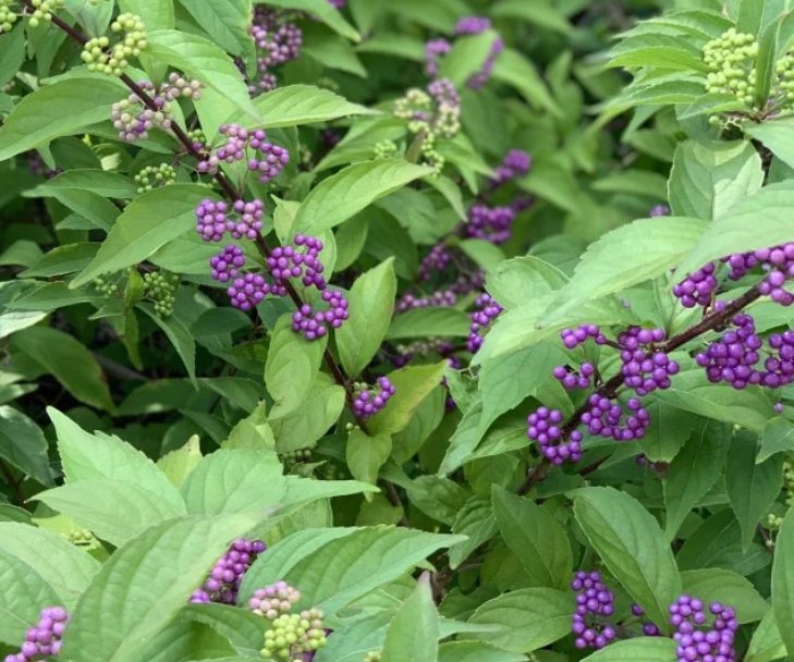 Wonderful Purple Beautyberry Garden Plant