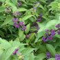 Wonderful Purple Beautyberry Garden Plant