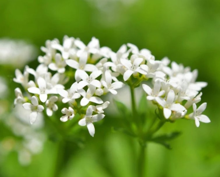 Wonderful Sweet Woodruff Garden Plant