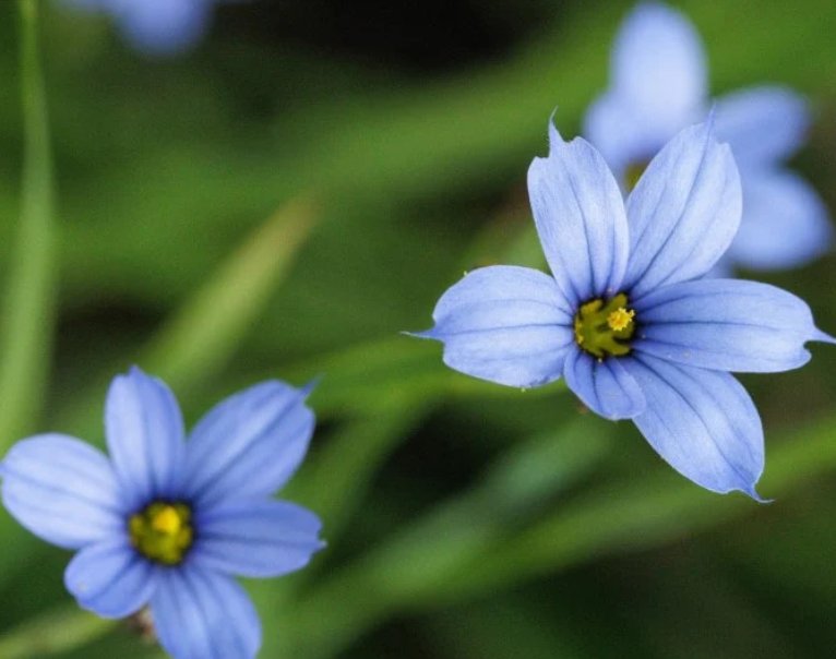 Wonderful Blue Eyed Grass Suwannee Garden Plant