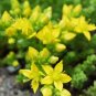 Wonderful Sedum acre Aurea Beautiful Garden Plant