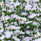 Wonderful White Heath Aster Garden Plant
