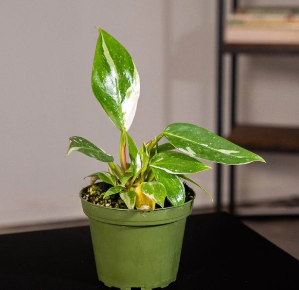 Wonderful Philodendron White Princess Garden Plant