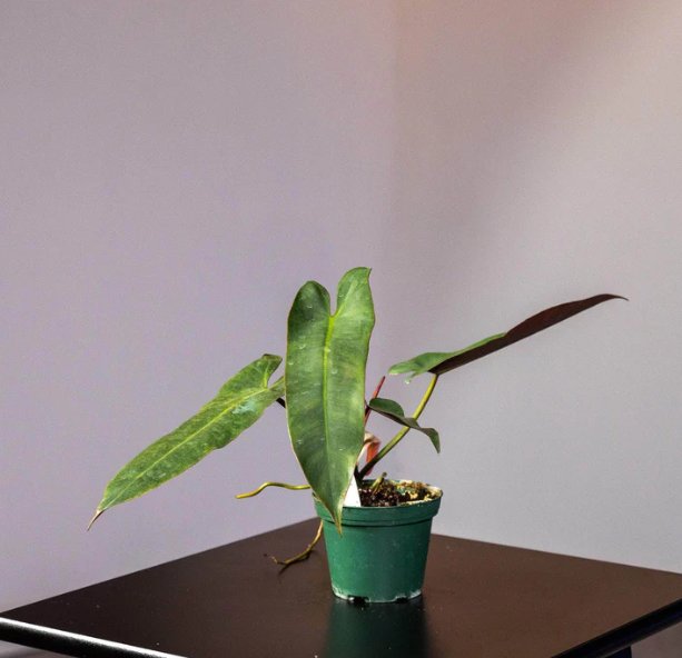 Wonderful Philodendron atabapoense Garden Plant
