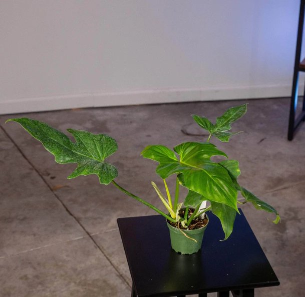 Wonderful Philodendron Golden Dragon Garden Plant