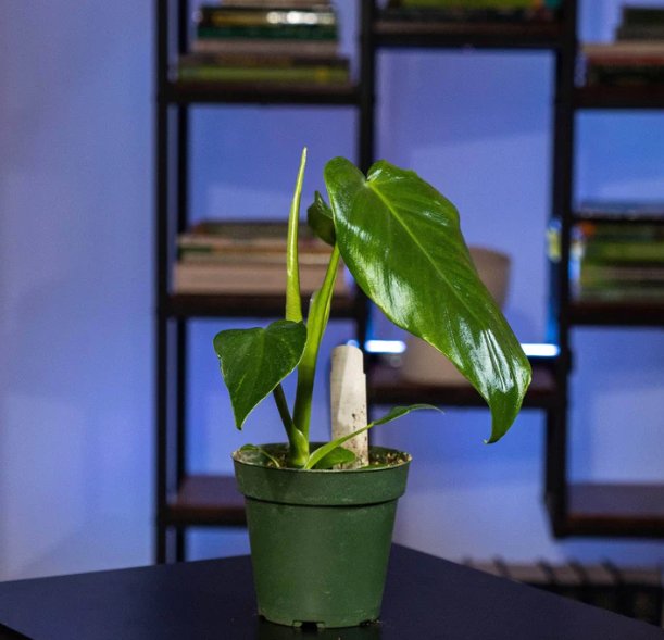 Wonderful Philodendron lacerum Garden Plant
