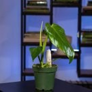 Wonderful Philodendron lacerum Garden Plant