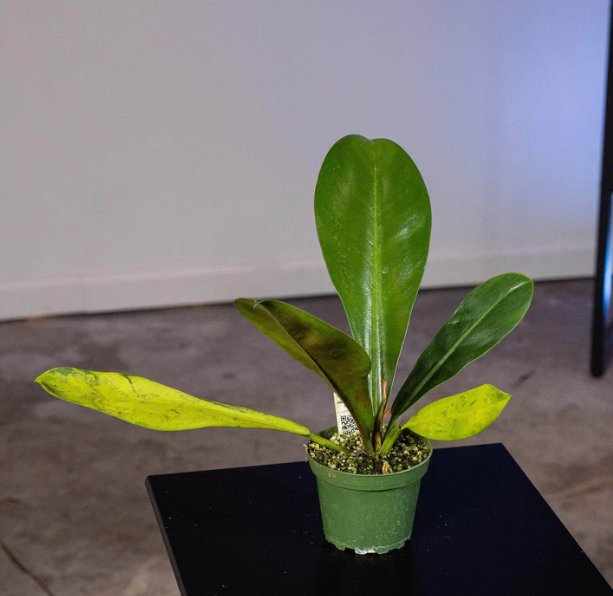 Wonderful Philodendron linnaei Garden Plant