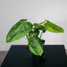 Wonderful Philodendroniodorum aff Garden Plant