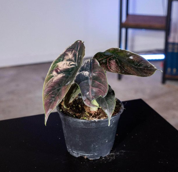 Wonderful Alocasia azlanii Garden Plant
