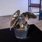 Wonderful Alocasia azlanii Garden Plant