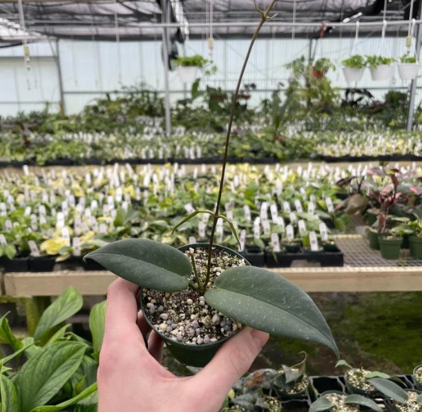 Wonderful Hoya macgillivrayi Garden Plant