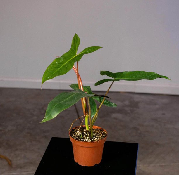 Wonderful Philodendron mexicanum Garden Plant