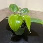 Wonderful Philodendron villamagense Pangui Garden Plant