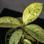Wonderful Ficus elastica Shivereana Garden Plant