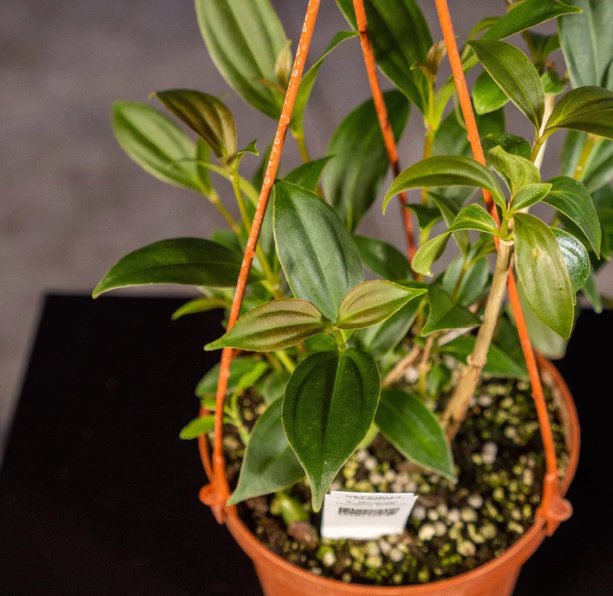 Wonderful Medinilla cummingii Garden Plant