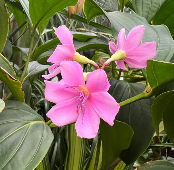 Wonderful Medinilla apoensis Garden Plant