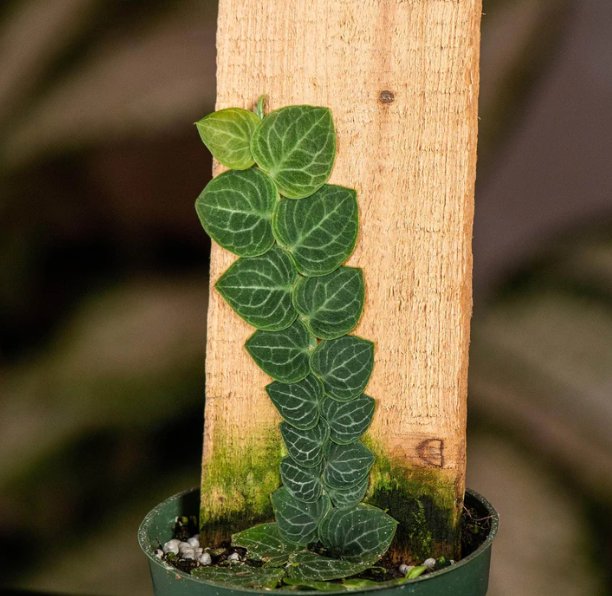 Wonderful Rhaphidophora cryptantha Totem Garden Plant