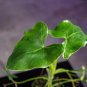 Wonderful Philodendron corcovadense Seedling Garden Plant