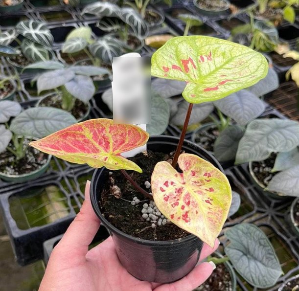 Wonderful Caladium bicolor New Wave Garden Plant