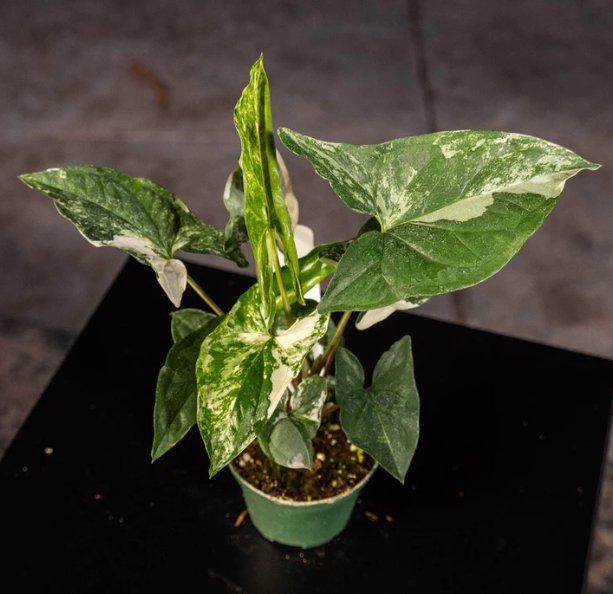 Wonderful Syngonium podophyllum albo variegata Garden Plant