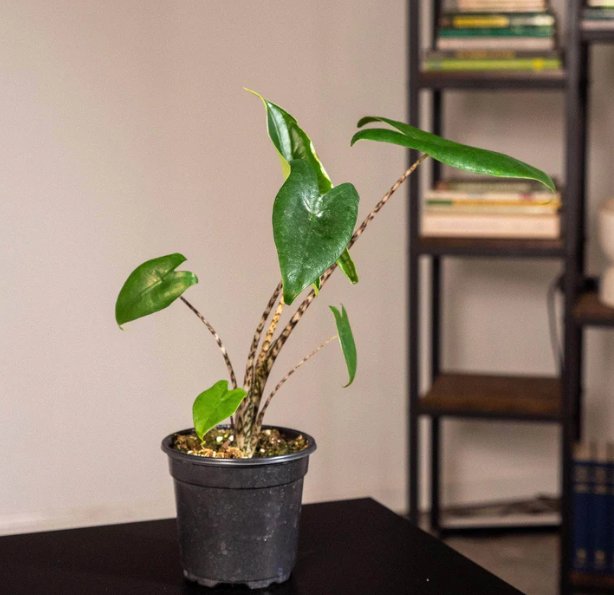 Wonderful Alocasia zebrina Garden Plant