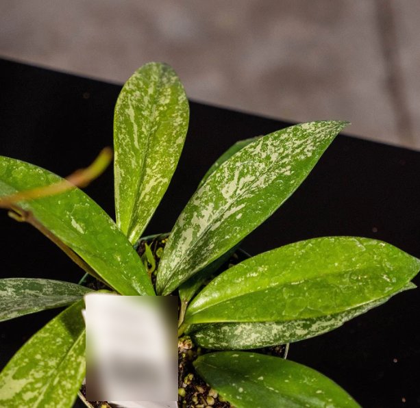 Wonderful Hoya pubicalyx x carnosa Garden Plant