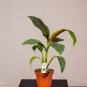 Wonderful Banana Musa Siam Ruby Garden Plant