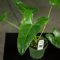 Wonderful Philodendron stenolobum Seedling Garden Plant