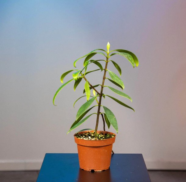 Wonderful Clusia orthoneura Garden Plant