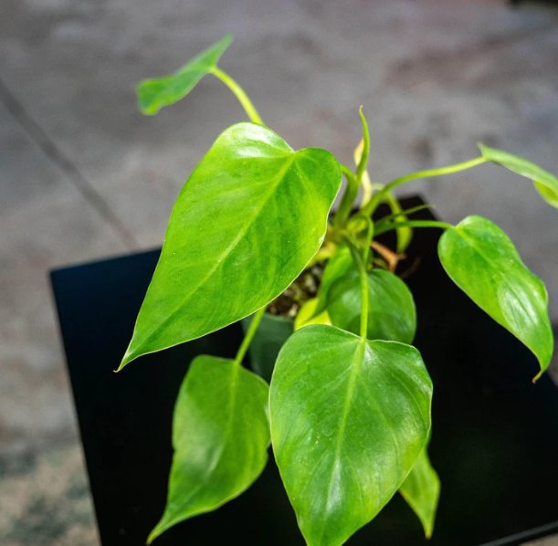 Wonderful Philodendron giganteum Garden Plant