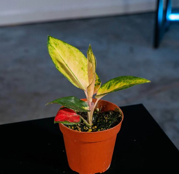 Wonderful Aglaonema Spitfire Garden Plant