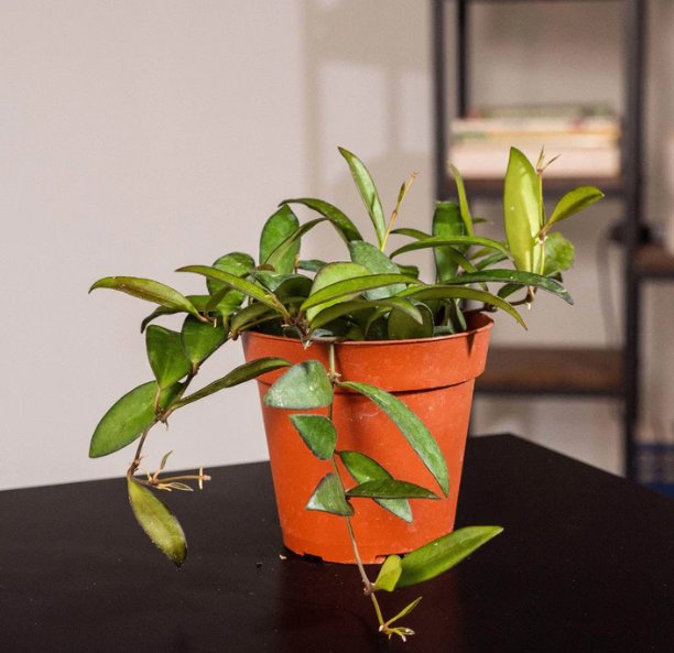 Wonderful Hoya Rosita Garden Plant