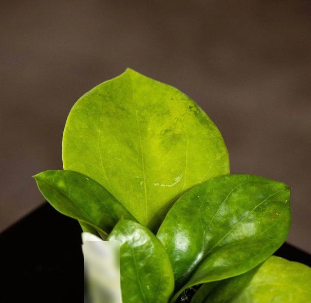 Wonderful Hoya surigaoensis Garden Plant