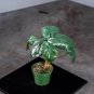 Wonderful Alocasia Serendipity Garden Plant