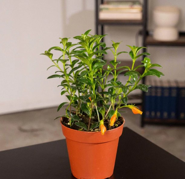 Wonderful Goldfish Nematanthus Mini Green Garden Plant