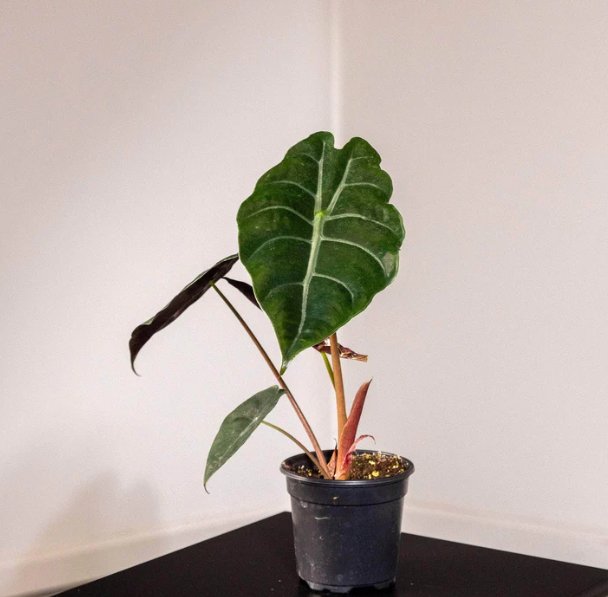 Wonderful Alocasia Chantrieri Garden Plant