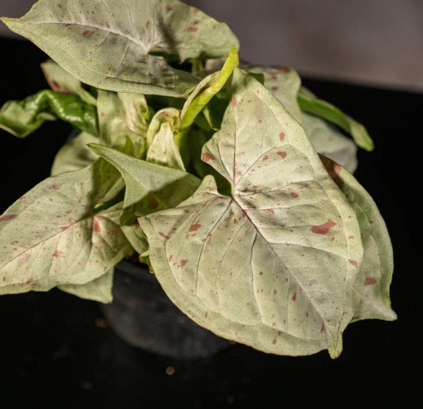 Wonderful Syngonium podophyllum Milk Confetti Garden Plant