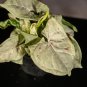 Wonderful Syngonium podophyllum Milk Confetti Garden Plant